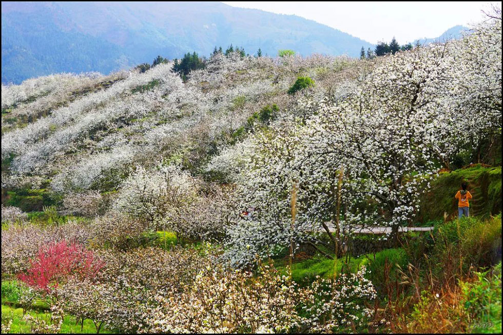 【春天,广西桂林灌阳县向您发出邀请!】我们在灌阳看梨花 - 游山玩水 - 贺州生活社区 - 贺州28生活网 hezhou.28life.com