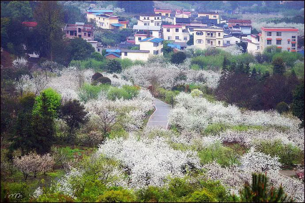 【春天,广西桂林灌阳县向您发出邀请!】我们在灌阳看梨花 - 游山玩水 - 贺州生活社区 - 贺州28生活网 hezhou.28life.com