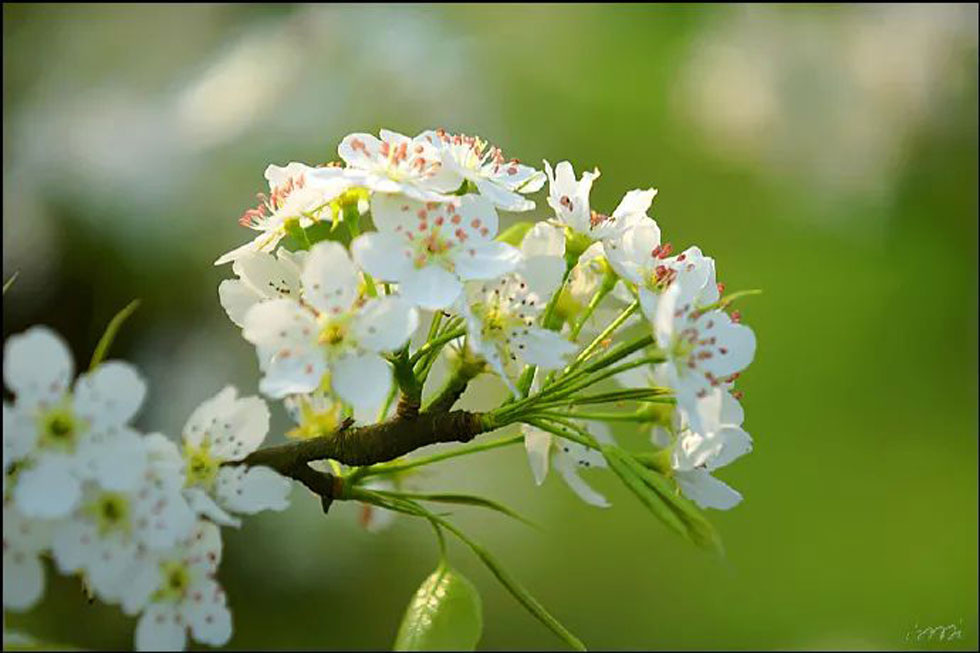 【春天,广西桂林灌阳县向您发出邀请!】我们在灌阳看梨花 - 游山玩水 - 贺州生活社区 - 贺州28生活网 hezhou.28life.com