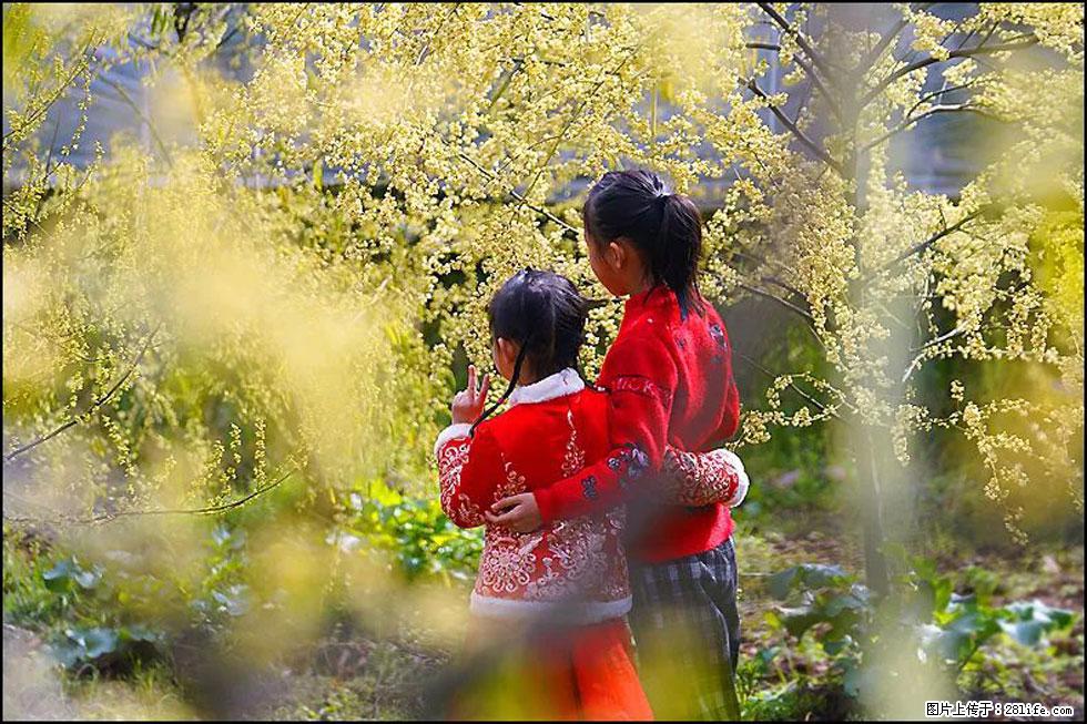 【春天,广西桂林灌阳县向您发出邀请!】米珠山前有片山苍子花在飘香 - 游山玩水 - 贺州生活社区 - 贺州28生活网 hezhou.28life.com