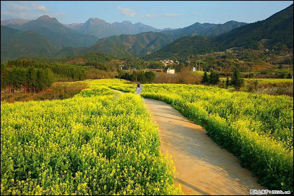 【春天,广西桂林灌阳县向您发出邀请!】长坪村油菜盛情花开 - 游山玩水 - 贺州生活社区 - 贺州28生活网 hezhou.28life.com