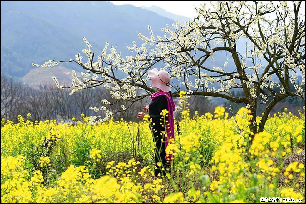 【春天,广西桂林灌阳县向您发出邀请!】长坪村油菜盛情花开 - 游山玩水 - 贺州生活社区 - 贺州28生活网 hezhou.28life.com