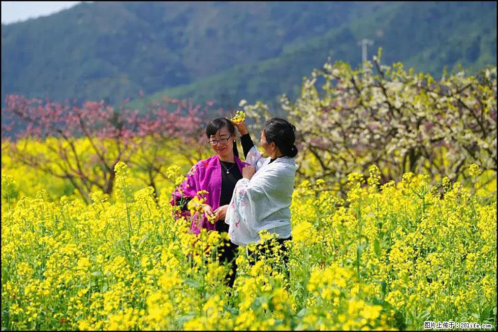 【春天,广西桂林灌阳县向您发出邀请!】长坪村油菜盛情花开 - 游山玩水 - 贺州生活社区 - 贺州28生活网 hezhou.28life.com