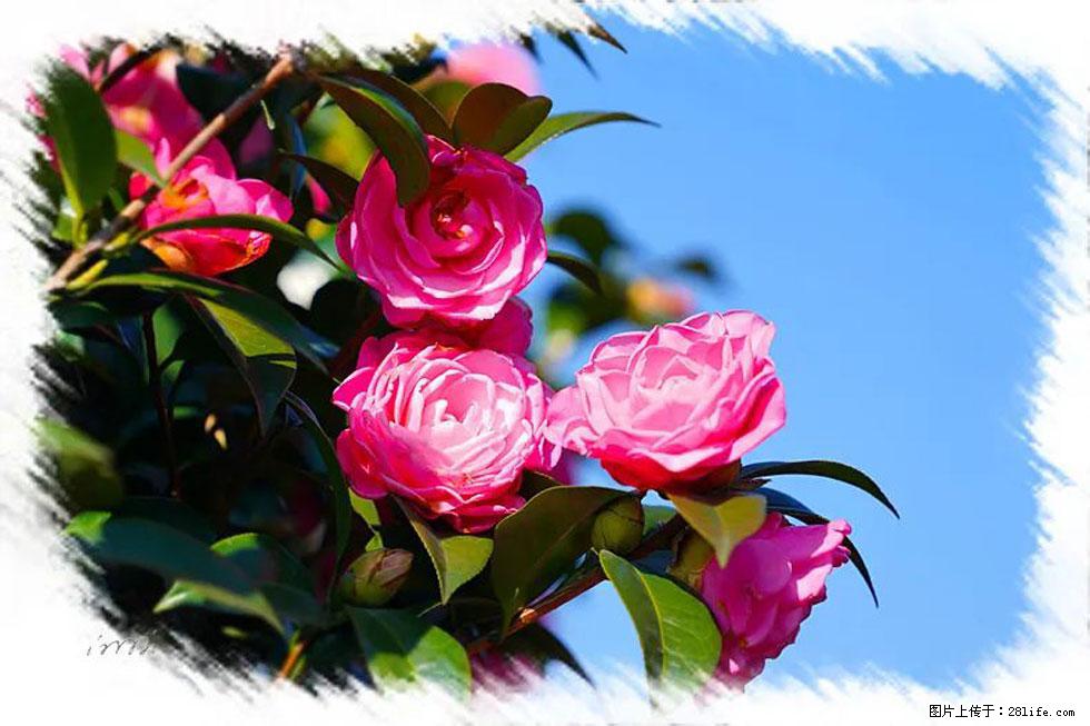 【春天,广西桂林灌阳县向您发出邀请!】杨柳井茶花惹人爱 - 游山玩水 - 贺州生活社区 - 贺州28生活网 hezhou.28life.com
