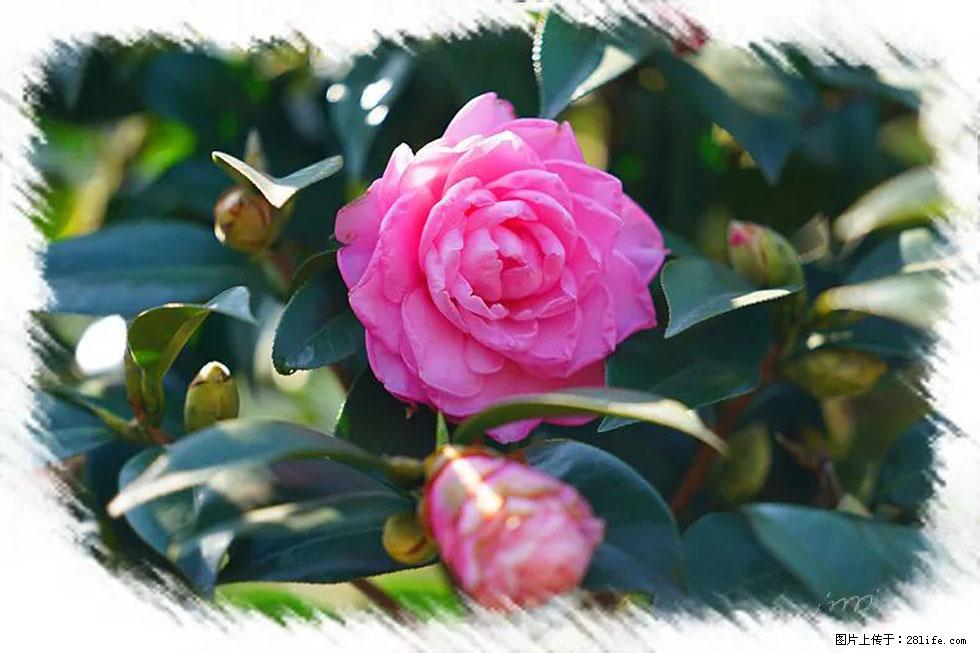 【春天,广西桂林灌阳县向您发出邀请!】杨柳井茶花惹人爱 - 游山玩水 - 贺州生活社区 - 贺州28生活网 hezhou.28life.com