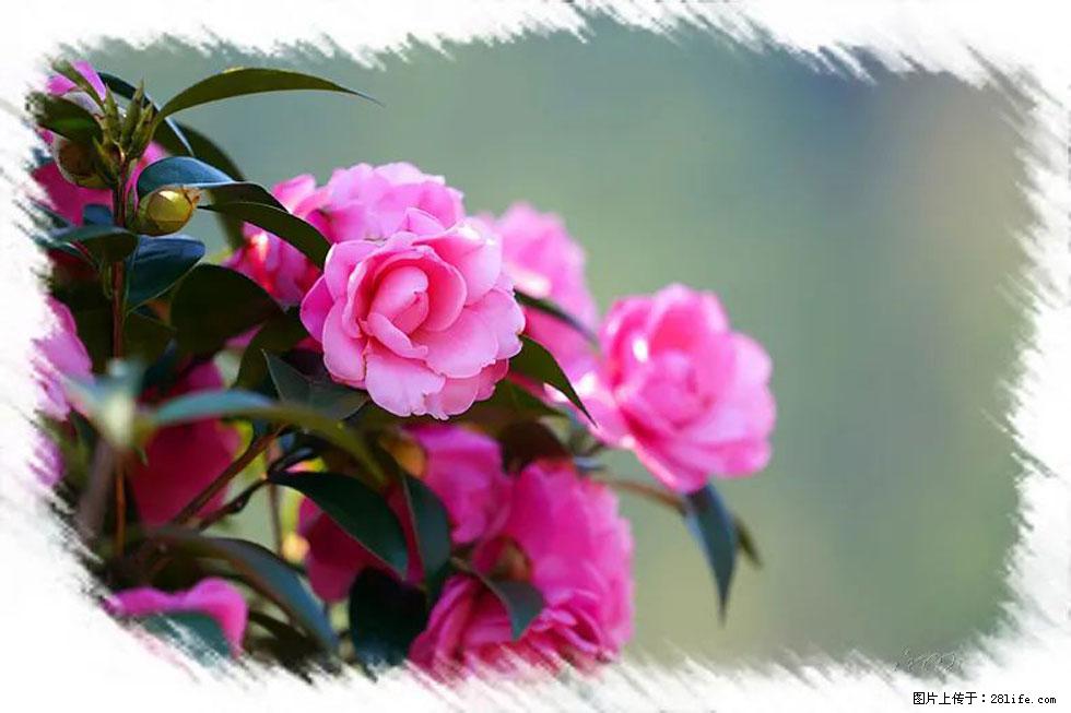 【春天,广西桂林灌阳县向您发出邀请!】杨柳井茶花惹人爱 - 游山玩水 - 贺州生活社区 - 贺州28生活网 hezhou.28life.com