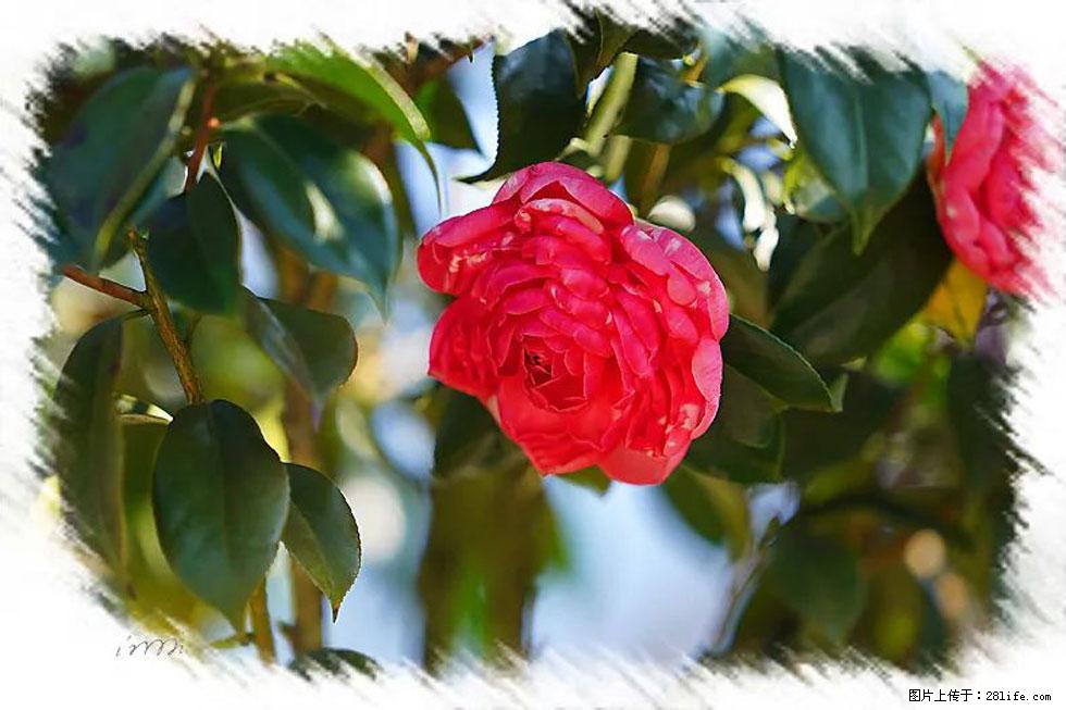 【春天,广西桂林灌阳县向您发出邀请!】杨柳井茶花惹人爱 - 游山玩水 - 贺州生活社区 - 贺州28生活网 hezhou.28life.com