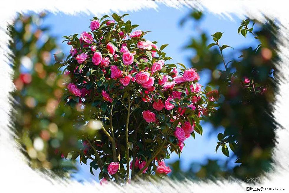 【春天,广西桂林灌阳县向您发出邀请!】杨柳井茶花惹人爱 - 游山玩水 - 贺州生活社区 - 贺州28生活网 hezhou.28life.com