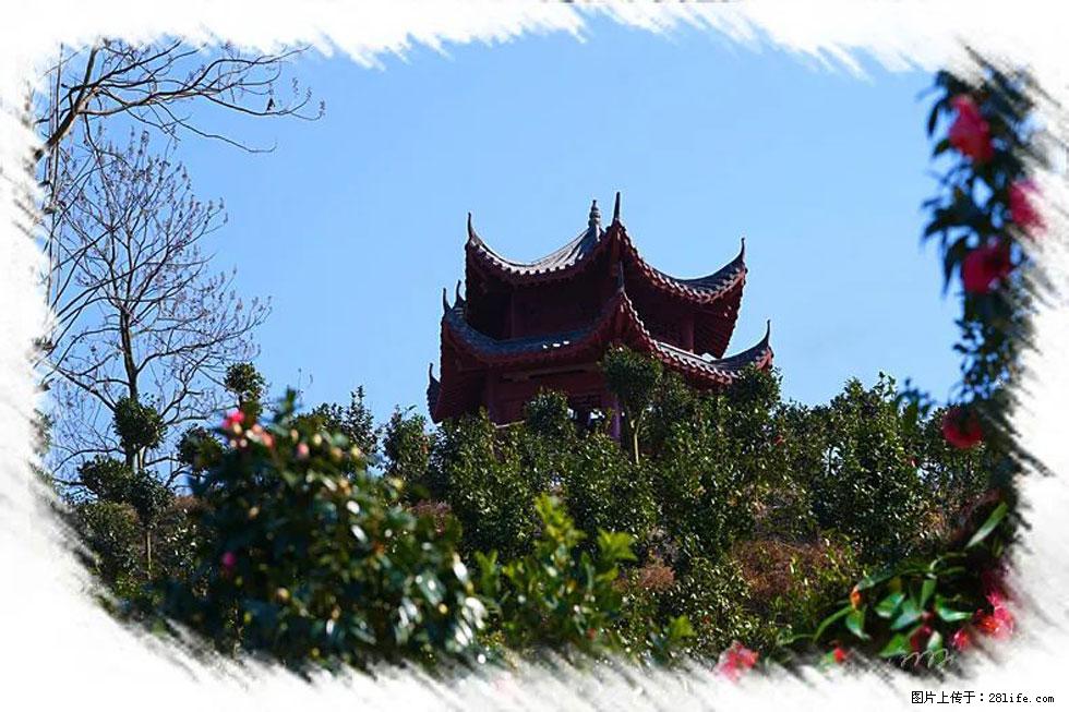 【春天,广西桂林灌阳县向您发出邀请!】杨柳井茶花惹人爱 - 游山玩水 - 贺州生活社区 - 贺州28生活网 hezhou.28life.com