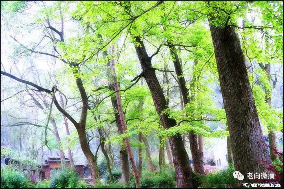 【春天,广西桂林灌阳县向您发出邀请!】在小龙村与春天约会 - 游山玩水 - 贺州生活社区 - 贺州28生活网 hezhou.28life.com