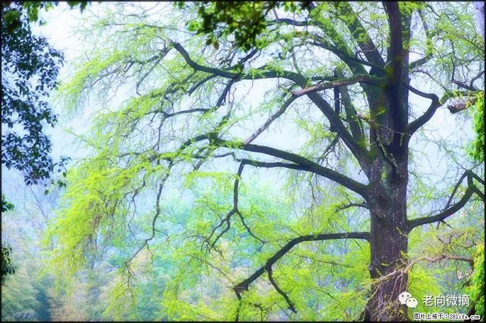 【春天,广西桂林灌阳县向您发出邀请!】在小龙村与春天约会 - 游山玩水 - 贺州生活社区 - 贺州28生活网 hezhou.28life.com