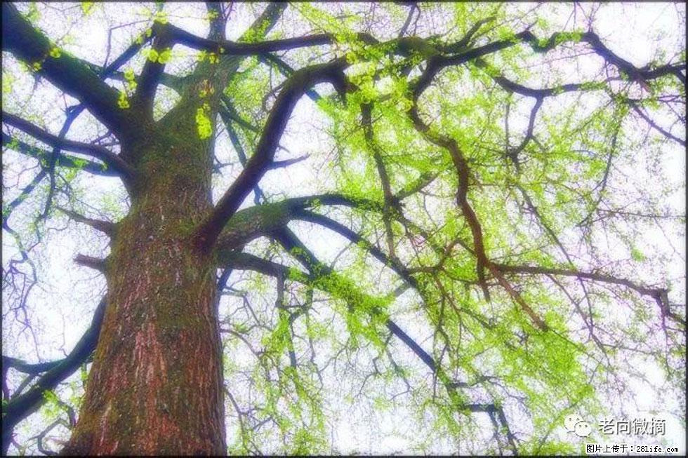 【春天,广西桂林灌阳县向您发出邀请!】在小龙村与春天约会 - 游山玩水 - 贺州生活社区 - 贺州28生活网 hezhou.28life.com