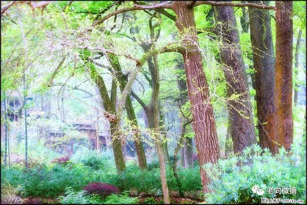 【春天,广西桂林灌阳县向您发出邀请!】在小龙村与春天约会 - 游山玩水 - 贺州生活社区 - 贺州28生活网 hezhou.28life.com
