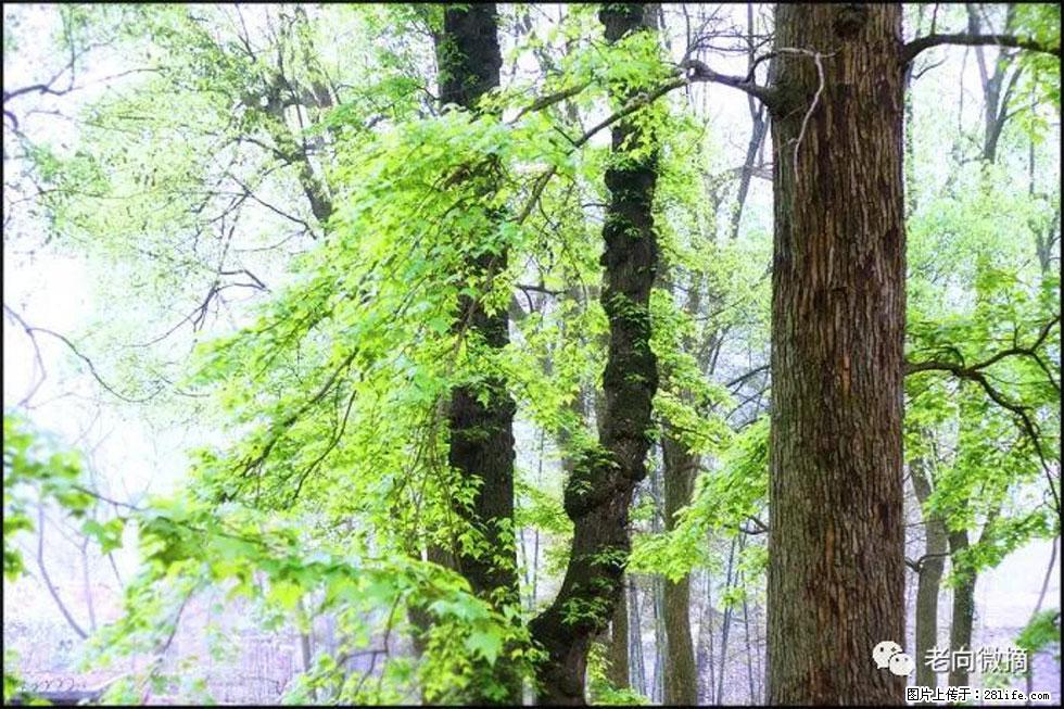 【春天,广西桂林灌阳县向您发出邀请!】在小龙村与春天约会 - 游山玩水 - 贺州生活社区 - 贺州28生活网 hezhou.28life.com