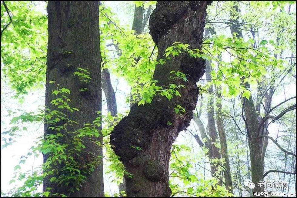 【春天,广西桂林灌阳县向您发出邀请!】在小龙村与春天约会 - 游山玩水 - 贺州生活社区 - 贺州28生活网 hezhou.28life.com