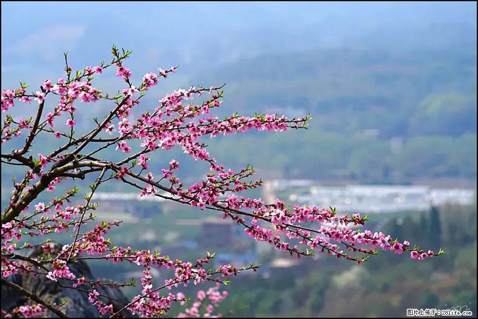 【春天,广西桂林灌阳县向您发出邀请!】望月岭上桃花开 - 游山玩水 - 贺州生活社区 - 贺州28生活网 hezhou.28life.com