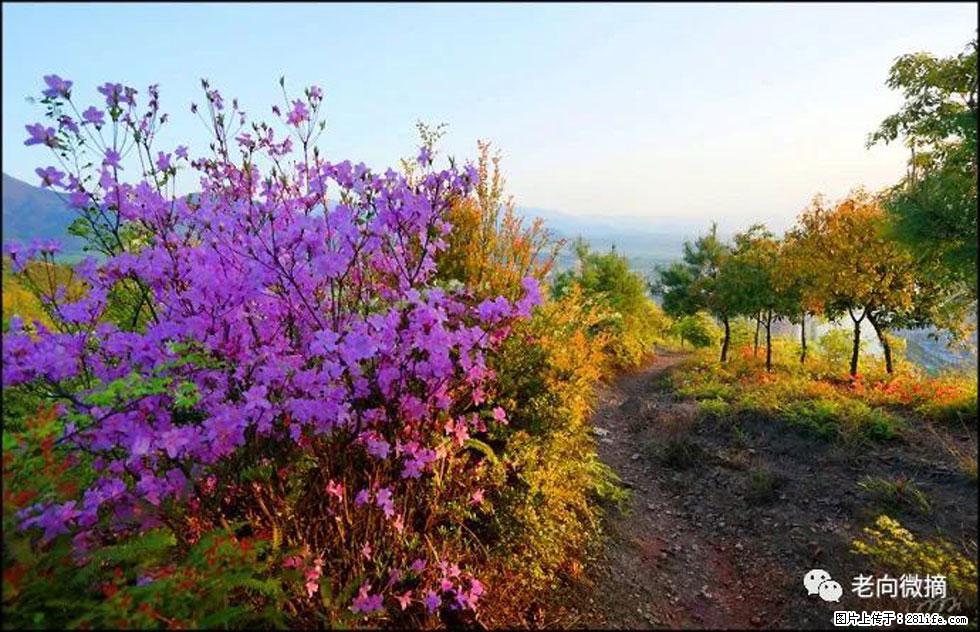 【春天，广西桂林灌阳县向您发出邀请！】登麒麟山，相约映山红 - 游山玩水 - 贺州生活社区 - 贺州28生活网 hezhou.28life.com
