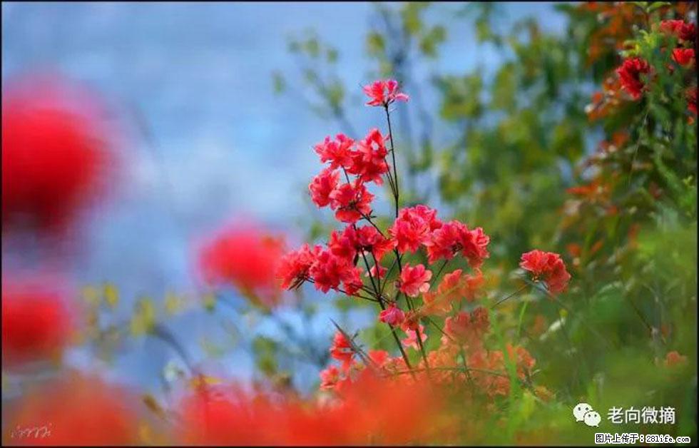 【春天，广西桂林灌阳县向您发出邀请！】登麒麟山，相约映山红 - 游山玩水 - 贺州生活社区 - 贺州28生活网 hezhou.28life.com