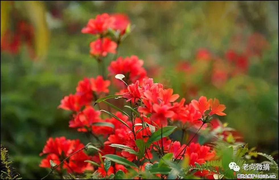 【春天，广西桂林灌阳县向您发出邀请！】登麒麟山，相约映山红 - 游山玩水 - 贺州生活社区 - 贺州28生活网 hezhou.28life.com