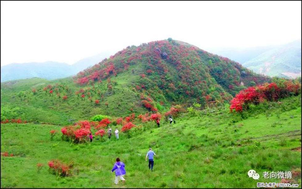 【春天,广西桂林灌阳县向您发出邀请!】宝盖山上映山红 - 游山玩水 - 贺州生活社区 - 贺州28生活网 hezhou.28life.com