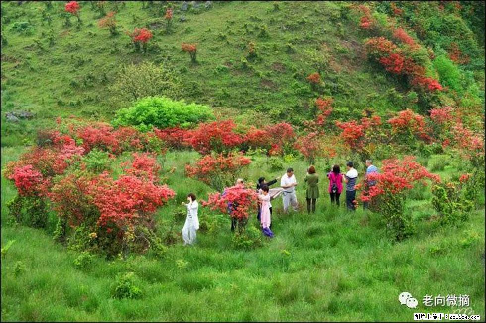 【春天,广西桂林灌阳县向您发出邀请!】宝盖山上映山红 - 游山玩水 - 贺州生活社区 - 贺州28生活网 hezhou.28life.com
