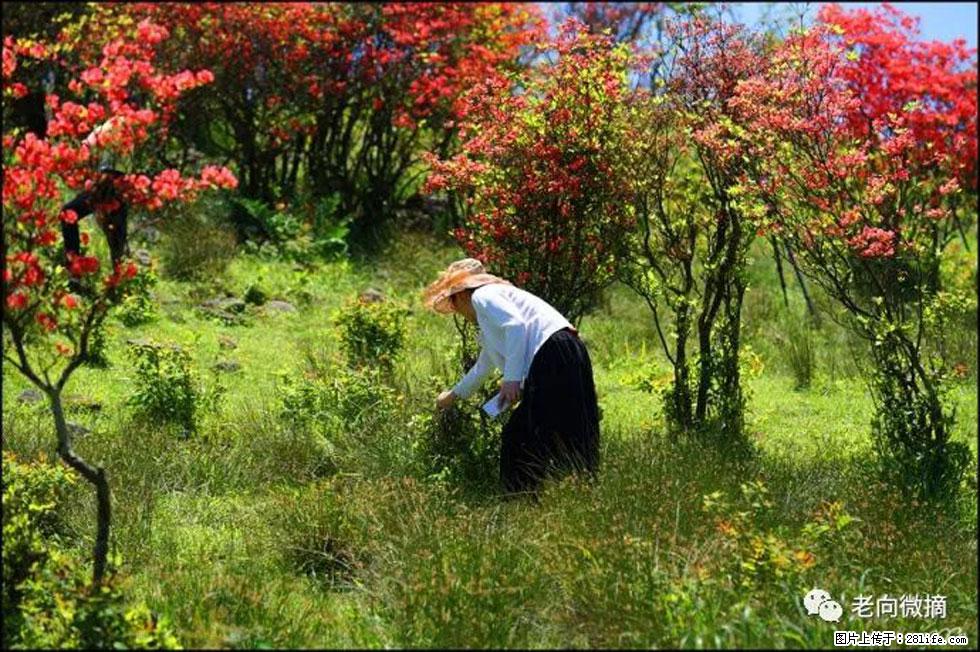 【春天,广西桂林灌阳县向您发出邀请!】宝盖山上映山红 - 游山玩水 - 贺州生活社区 - 贺州28生活网 hezhou.28life.com