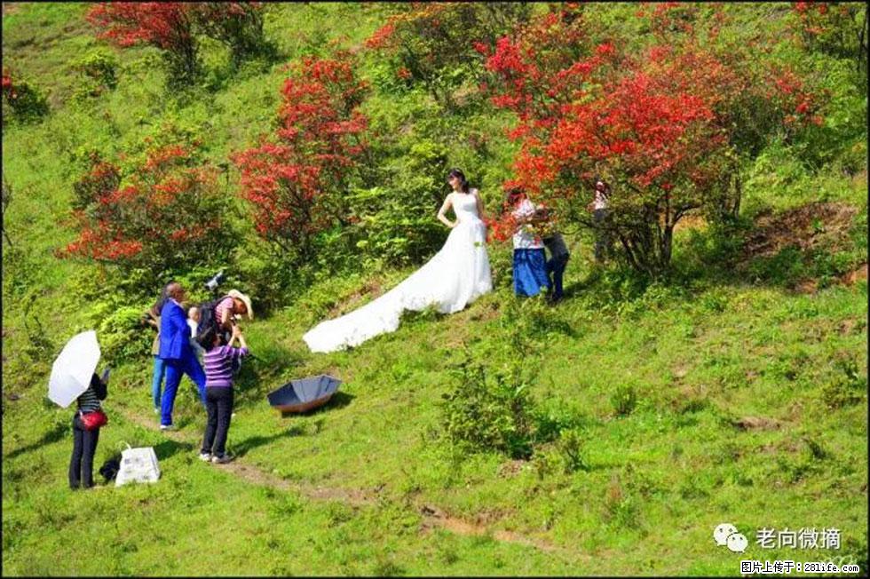 【春天,广西桂林灌阳县向您发出邀请!】宝盖山上映山红 - 游山玩水 - 贺州生活社区 - 贺州28生活网 hezhou.28life.com
