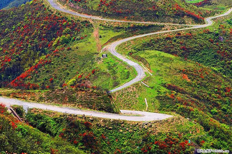 【春天，广西桂林灌阳县向您发出邀请！】春木界上映山红 - 游山玩水 - 贺州生活社区 - 贺州28生活网 hezhou.28life.com