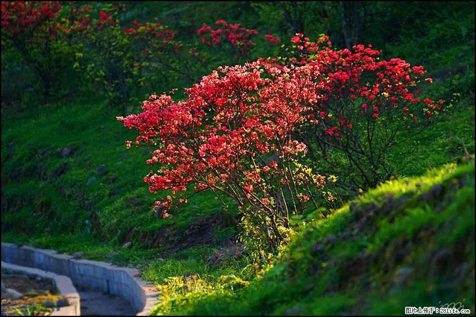 【春天，广西桂林灌阳县向您发出邀请！】春木界上映山红 - 游山玩水 - 贺州生活社区 - 贺州28生活网 hezhou.28life.com