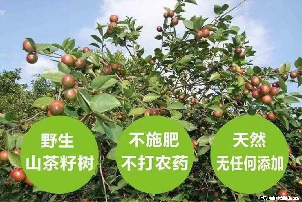 【灌阳县油茶产业示范区】一个有着充实的精神生活的人,对待身外之物自会有一种淡泊的态度 - 土特产 - 饮食特产 - 贺州分类信息 - 贺州28生活网 hezhou.28life.com