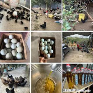 油茶园从小鸡仔开始养起的纯土鸡、土鸡蛋可以预定啦!还有前几天刚榨的纯山茶油哦 - 贺州28生活网 hezhou.28life.com