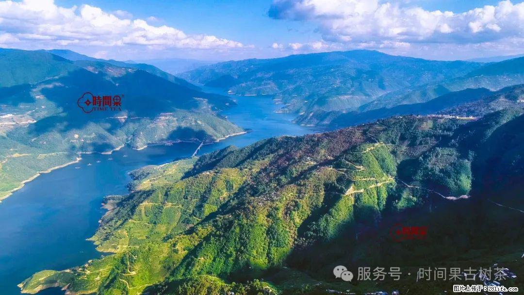 时间果百年古树龙珠普洱生茶 - 购物交流 - 贺州生活社区 - 贺州28生活网 hezhou.28life.com