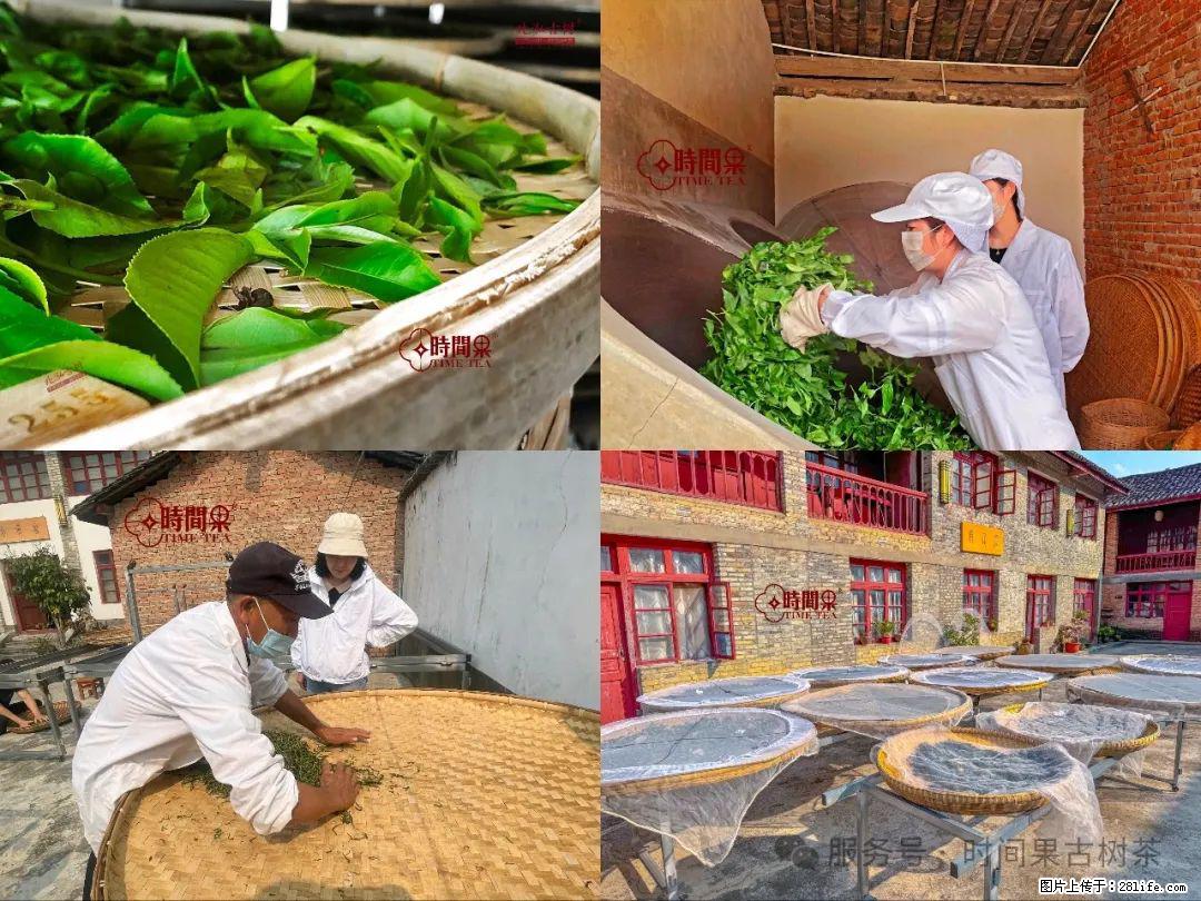 时间果百年古树龙珠普洱生茶 - 购物交流 - 贺州生活社区 - 贺州28生活网 hezhou.28life.com