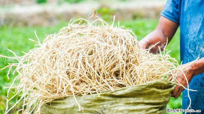 堪称“最难吃”的蔬菜,却是 “抗辐射神器”,还能护肺、清热、止咳化痰! - 贺州生活资讯 - 贺州28生活网 hezhou.28life.com