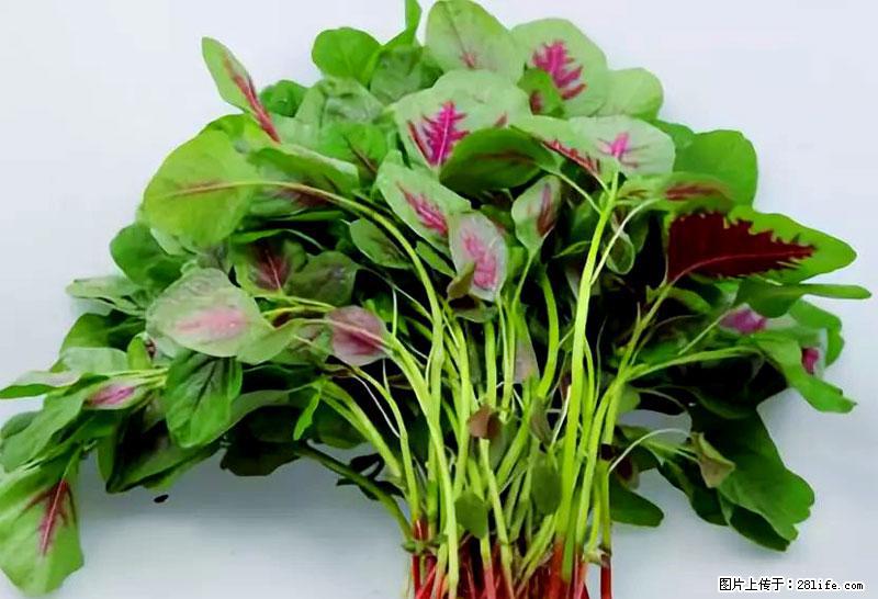 这些蔬菜是“天然钙片”，这6种被医生重点推荐 - 贺州生活资讯 - 贺州28生活网 hezhou.28life.com
