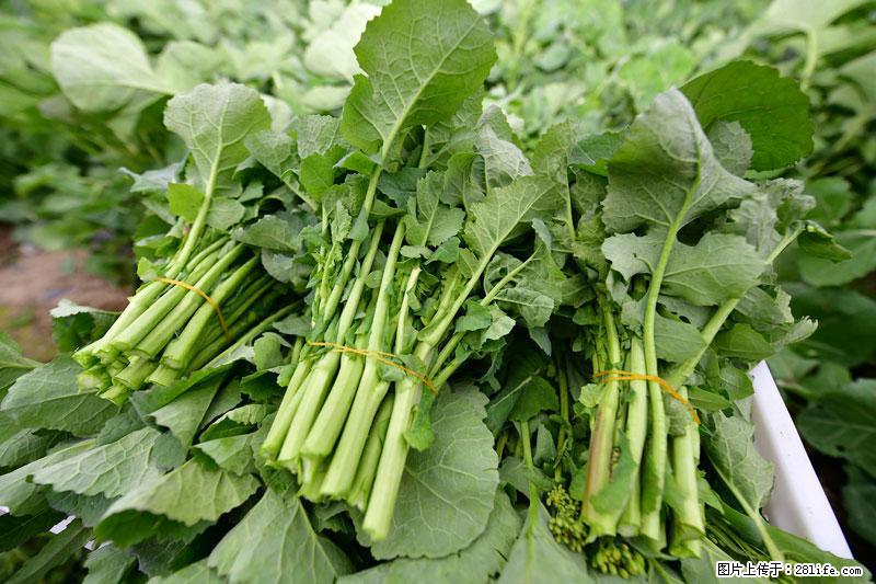 这些蔬菜是“天然钙片”，这6种被医生重点推荐 - 贺州生活资讯 - 贺州28生活网 hezhou.28life.com